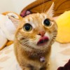 chunyi