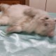 貓之貓貓