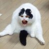搖滾熊貓
