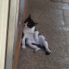 Ninita