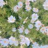 kelly_peng