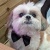 Timbo Chiu