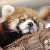 阿九人