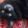 cliolee