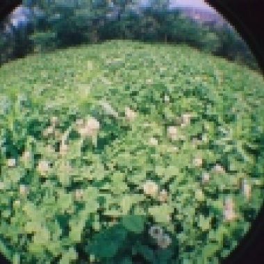 Sponge