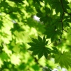 clover_lin