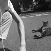 園後街貓王