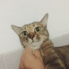 黄咖啡