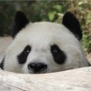 panda pan