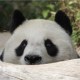 panda pan