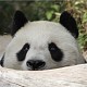panda pan