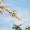 lai