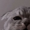 cookie.1020
