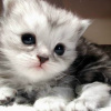 CopyCatz