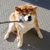 2惹