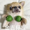 Dew