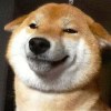笨狗一隻