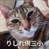 fishyuu