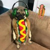 Pug！
