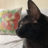 cynthia_fu