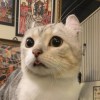 喵