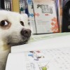 da_xuan_qiu