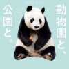 DA猪猪