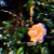 __RealFlower