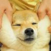 damp_dust_qq