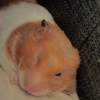 Vivian