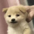 Daoz