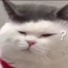 猪十三