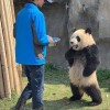 四万只小熊