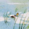 玉面小白熊