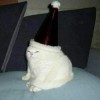 Redbean