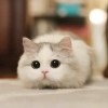 delicate_cherry_pdf