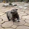 怡斐小北鼻?