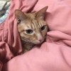 品客