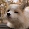 狐泥