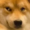 狗狗日记