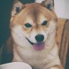 柴犬王