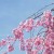distill romance
