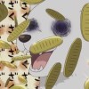 阿斑