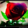 Love  Ya