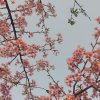 緣夕