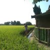 doling