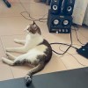 dovob