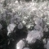 7Novmad4luv诺