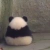 阿諾