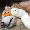 小丁